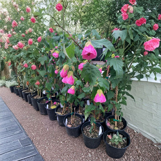 Abutilon ‘Neon Rose’ – Flowering Maple Live Plant | 1–2 Feet Tall | Includes 6” Nursery Pot  Bright Pink Blooms | Patio & Garden Ready | Pollinator Friendly