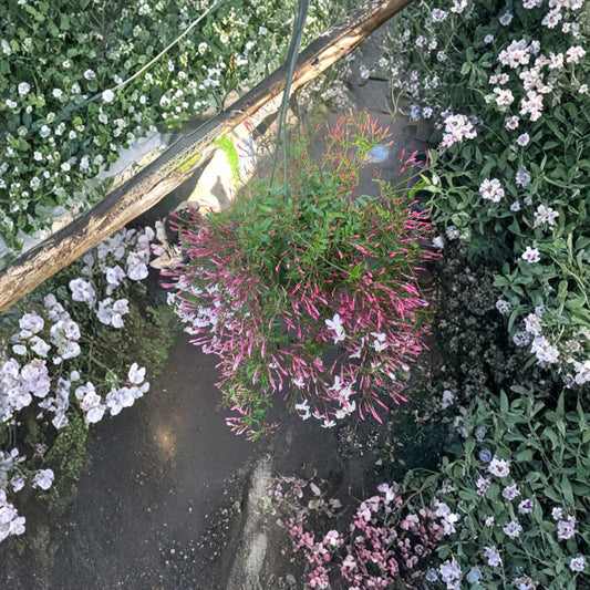 Pink Jasmine – Jasminum polyanthum Live Flowering Vine | 3–4 Feet Tall | Includes 3 Gallon Pot  Fragrant Pink Buds | Fast Growing Climber | Patio & Trellis Favorite