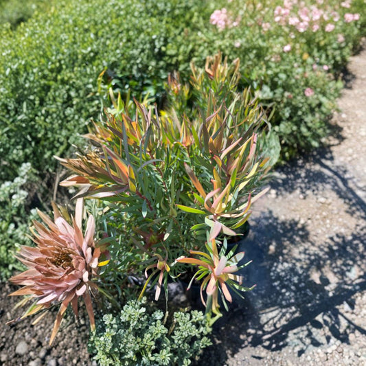 Leucadendron salignum ‘Strawberry Blonde’ – Conebush Live Plant | 1 Foot Tall | Includes 6” Nursery Pot  Ivory to Coral Bracts | Compact Evergreen Shrub | Excellent Cut Flower