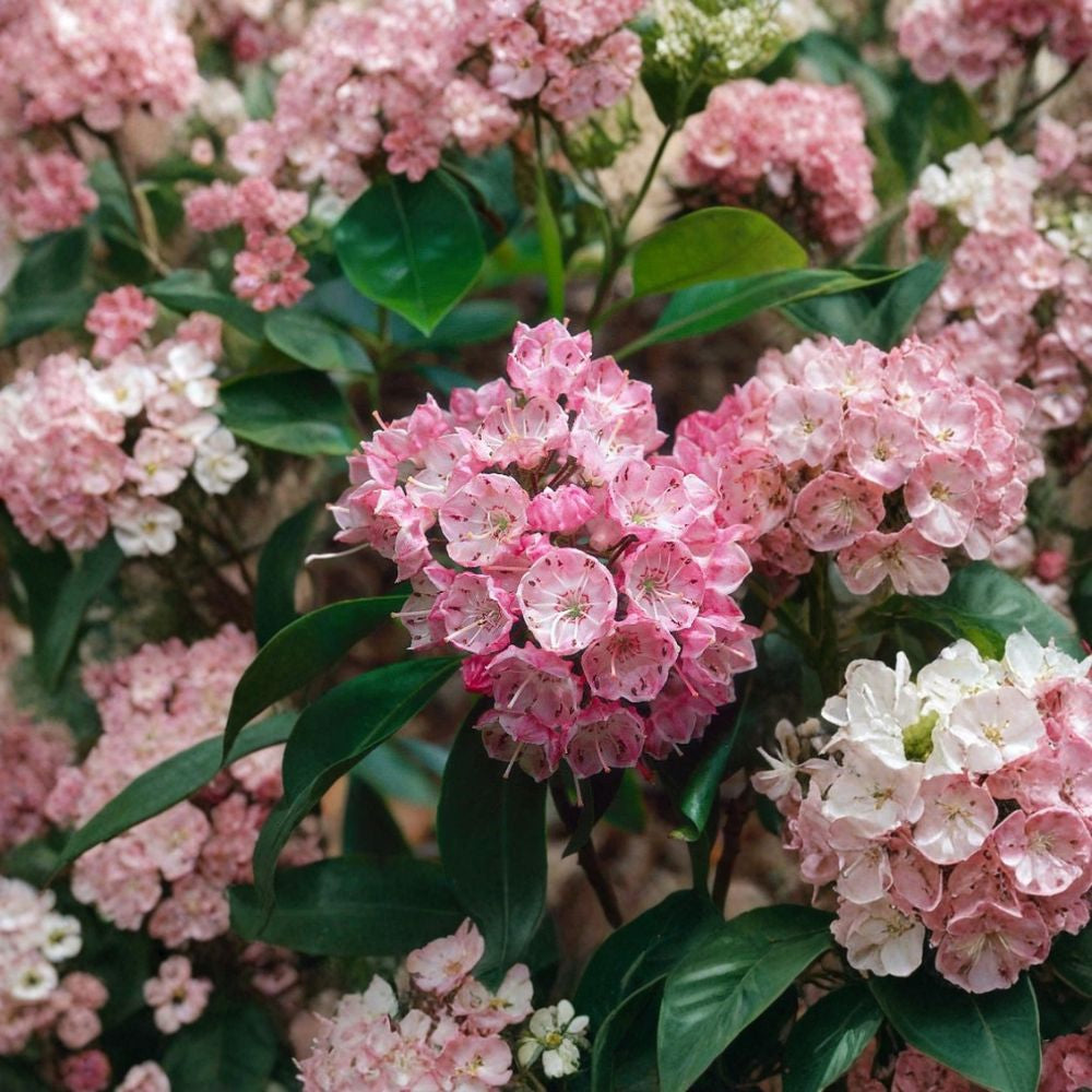 Mountain Laurel – Kalmia latifolia 300 Seeds | Showy Evergreen Native Shrub  Shade Loving | Acid Soil Specialist | Spectacular Spring Blooms