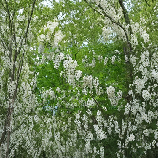 Black Locust – Robinia pseudoacacia 400 Seeds | Fast Growing Hardy Shade Tree  Fragrant White Blooms | Nitrogen Fixing | Drought & Cold Tolerant