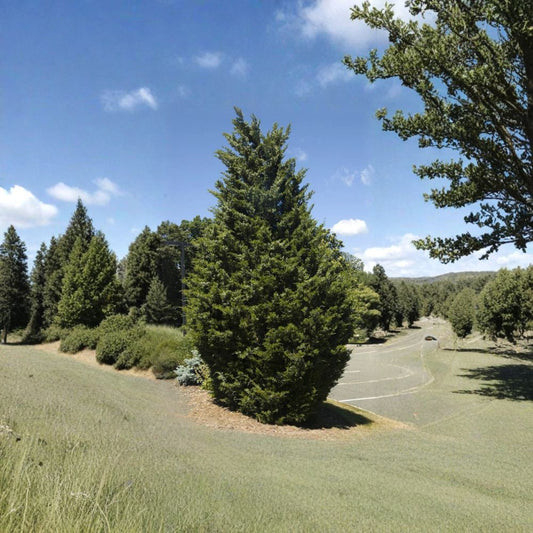 Eastern Red Cedar – Juniperus virginiana 100 Seeds | Hardy Evergreen Conifer  Windbreak & Privacy Tree | Fragrant Foliage | Wildlife Friendly