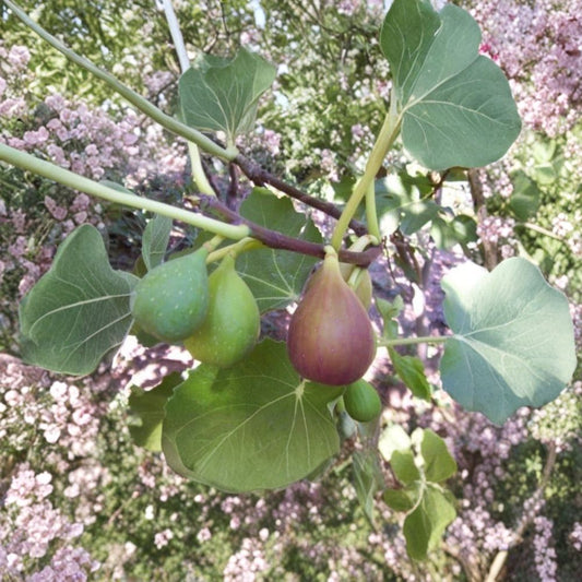 Flanders Fig – Premium Violet Striped Variety Live Fruit Tree | 3–4 Feet Tall | Includes 3 Gallon Pot  Rich Sweet Flavor | Productive Tree | Warm Climate Favorite
