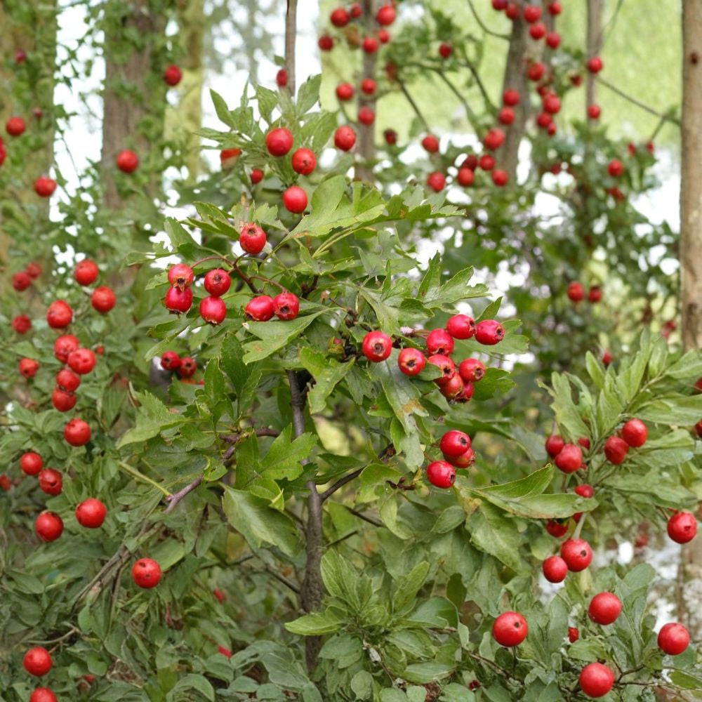 Single Seed English Hawthorn – Crataegus monogyna 60 Seeds | Hardy Flowering Hedge Tree  Showy Spring Blooms | Wildlife Friendly | Hedge & Bonsai Suitable