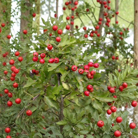 Single Seed English Hawthorn – Crataegus monogyna 60 Seeds | Hardy Flowering Hedge Tree  Showy Spring Blooms | Wildlife Friendly | Hedge & Bonsai Suitable