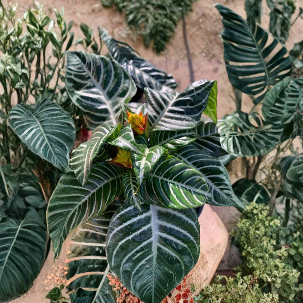 Zebra Plant – Aphelandra squarrosa Live Houseplant | 6–8 Inches Tall | Includes 6 Inch Nursery Pot  Bold Striped Foliage | Tropical Indoor Plant | Bright Accent Plant