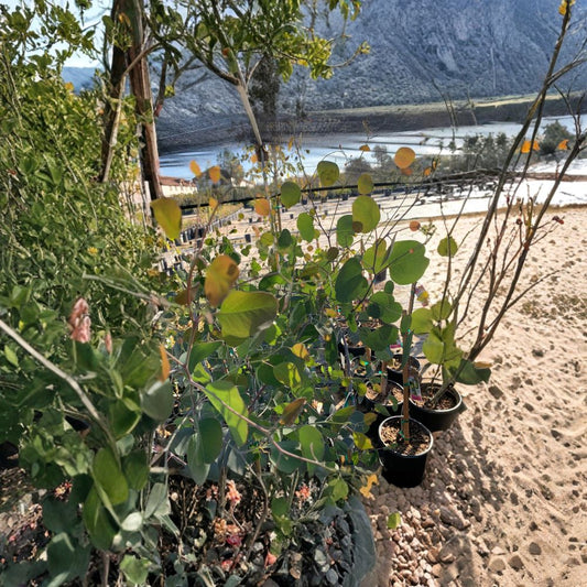 Eucalyptus Polyanthemos – Silver Dollar Gum Live Plant | 3–4 Feet Tall | Includes 3 Gallon Pot  Fragrant Evergreen | Fast Growing Accent Tree | Drought Tolerant