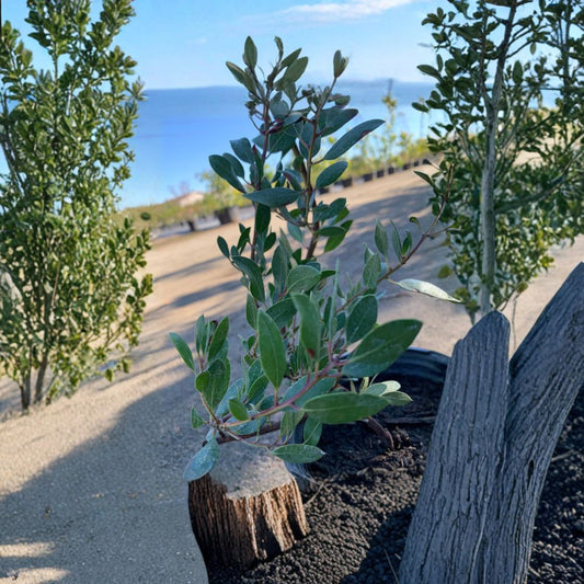 Arctostaphylos ‘Howard McMinn’ – Manzanita Live Evergreen Shrub | 1 Foot Tall | Includes 1 Gallon Pot  Bright Green Foliage | Red Bark | Pink Spring Flowers