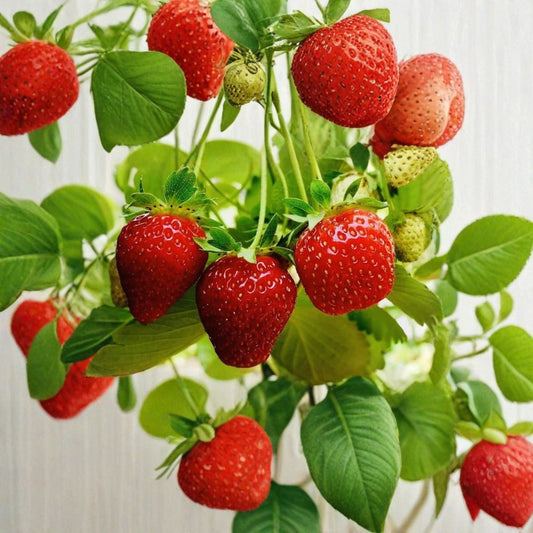 Everbearing Strawberry Seeds – Fragaria × ananassa 100+ Fresh Seeds | Non-GMO | Ready to Plant  Continuous Harvest Variety | Perennial Berry | Container Friendly