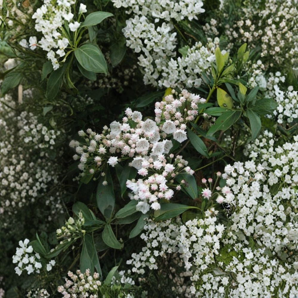 Mountain Laurel – Kalmia latifolia 600 Seeds | Showy Evergreen Native Shrub  Bulk Native Planting | Shade Loving | Acid Soil Specialist