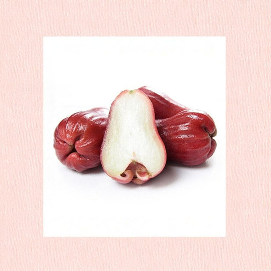 An Phước Red Wax Apple – Syzygium samarangense Live Grafted Tree | 3 Feet Tall | Includes 3 Gallon Pot  Tropical Fruit Tree | Backyard Orchard Favorite | Sweet & Crisp Variety
