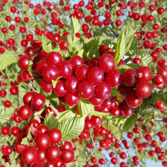 Nanking Bush Cherry – Prunus tomentosa 10 Seeds | Edible Hardy Fast-Growing Shrub  Showy Spring Flowers | Tart Red Fruit | Great for Hedges & Wildlife