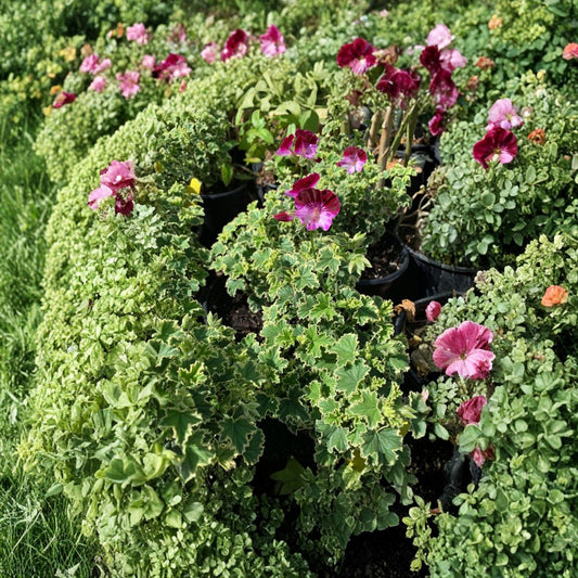 Pelargonium ‘Oldbury Duet’ – Geranium Live Plant | Up to 16” Tall | Includes 1 Gallon Pot  Colorful Blooms | Sun to Part Shade | Great for Containers