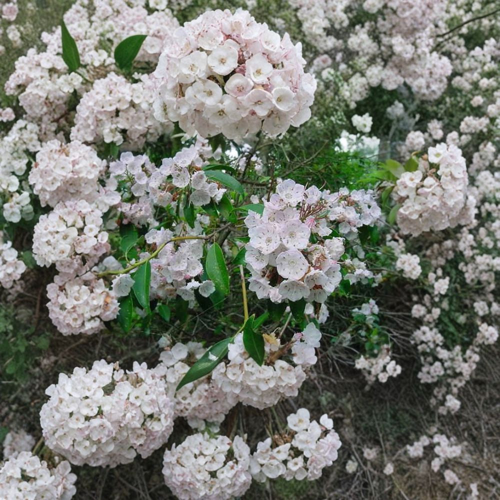 Mountain Laurel – Kalmia latifolia 1800 Seeds | Showy Evergreen Native Shrub  Large Bulk Pack | Woodland & Restoration Planting | Acid-Loving Evergreen