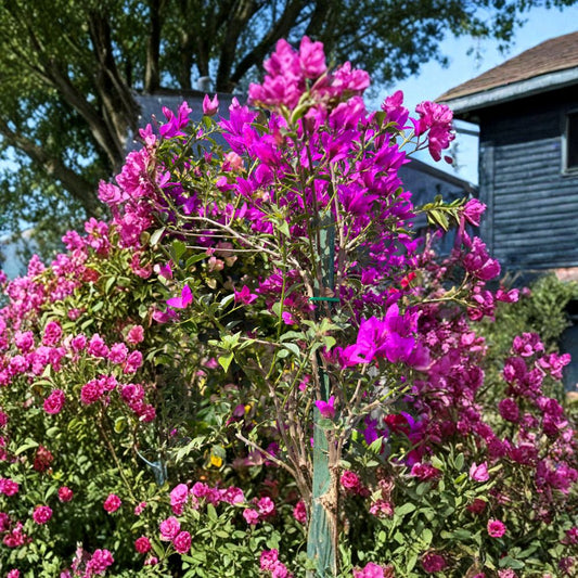 Purple Bougainvillea – Bougainvillea spp. Live Flowering Plant | 3–4 Feet Tall | Includes 3 Gallon Pot  Vibrant Climbing Vine | Patio & Garden Accent | Drought Tolerant