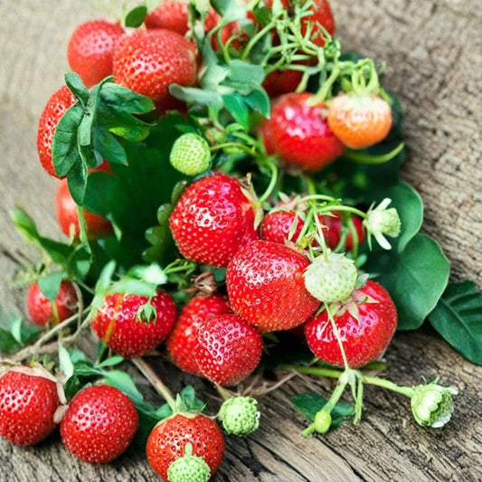 Eversweet Strawberry – Fragaria × ananassa ‘Eversweet’ 5 Bare Root Plants | Everbearing | Heat Tolerant Variety  Large Sweet Berries | Day-Neutral Type | Garden & Container Ready