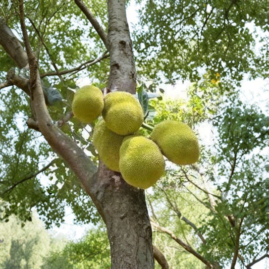 Jackfruit – Artocarpus heterophyllus Live Tropical Fruit Tree | 1 Foot Tall | Includes 6 Inch Pot  Largest Tree Fruit | Sweet Tropical Flavor | Fast Growing