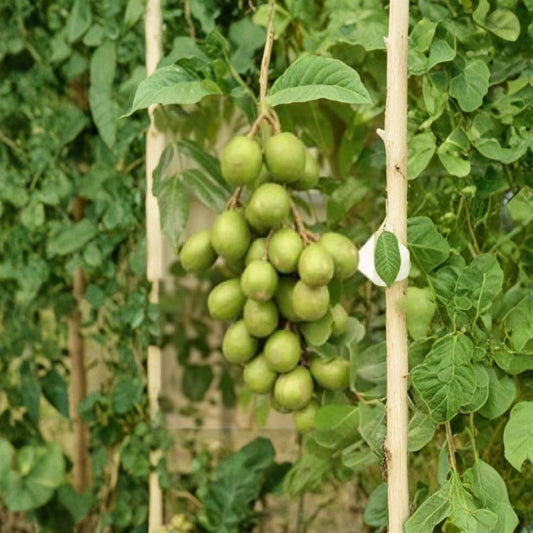 June Plum – Spondias dulcis (Dwarf Ambarella) Live Fruit Tree | 2–3 Feet Tall | Includes 3 Gallon Pot  Fast Growing Tropical | Produces Fruit Quickly | Great for Containers