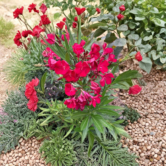 Red Oleander – Nerium oleander Live Flowering Shrub | 1–2 Feet Tall | Includes 1 Gallon Pot  Evergreen Landscape Plant | Heat Tolerant | Long Blooming