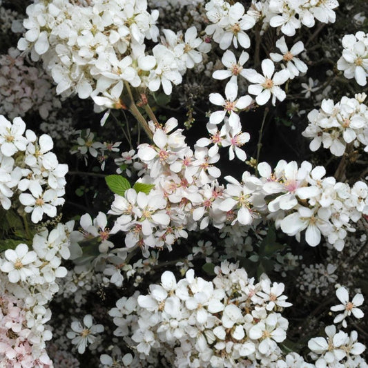 Nanking Bush Cherry – Prunus tomentosa 60 Seeds | Edible Hardy Fast-Growing Shrub  Showy Spring Flowers | Tart Red Fruit | Excellent for Hedge & Wildlife