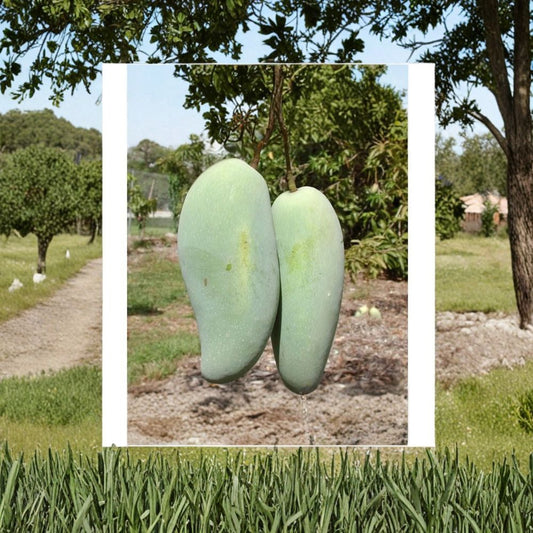 Brahm Kai Meu Mango – Mangifera indica ‘Brahm Kai Meu’ Live Grafted Tree | 3 Feet Tall | Includes 3 Gallon Pot  Thai Green Sweet Mango | Crunchy & Sweet When Unripe | Prolific Producer