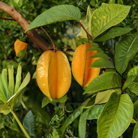 Carambola – Star Fruit Tree Live Fruit Tree | 3–4 Feet Tall | Includes 3 Gallon Pot  Sweet Tropical Fruit | Prolific Producer | Great for Backyard Growing