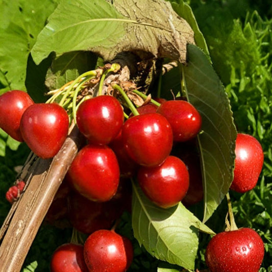 Compact Stella Cherry – Prunus avium Live Fruit Tree | 3 Feet Tall | Includes 3 Gallon Pot  Sweet Dark Red Cherries | Self-Fertile Variety | Compact Growth
