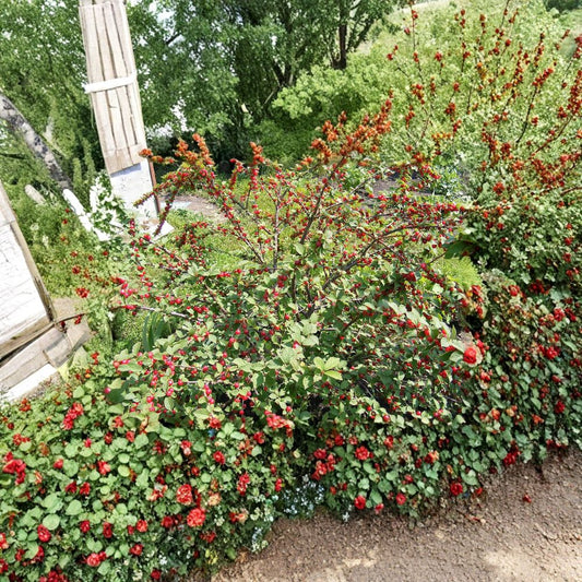 Nanking Bush Cherry – Prunus tomentosa 120 Seeds | Edible Hardy Fast-Growing Shrub  Showy Spring Flowers | Tart Red Fruit | Excellent for Hedge & Wildlife