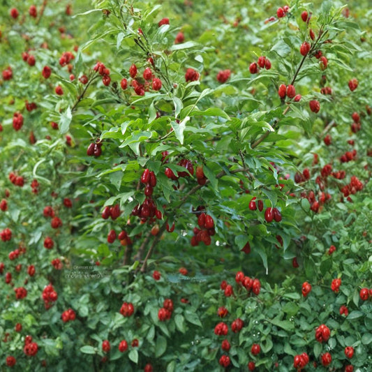 Cornelian Cherry Dogwood – Cornus mas 10 Seeds | Hardy Edible Ornamental Tree  Early Spring Blooms | Wildlife Friendly | Hedge or Bonsai