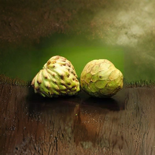 Dr. White Cherimoya – Annona cherimola ‘Dr. White’ Live Fruit Tree | 3 Feet Tall | Includes 3 Gallon Pot  Creamy Sweet Fruit | Premium Variety | Backyard Orchard Favorite