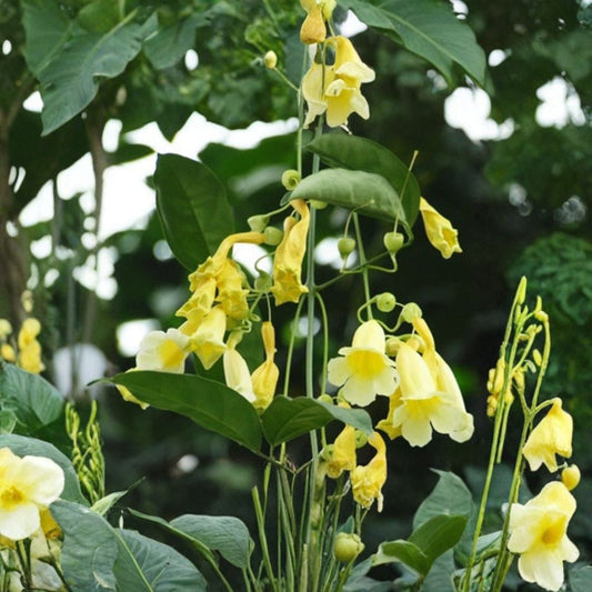 Anemopaegma chamberlaynii – Yellow Trumpet Vine Live Plant | 2 Feet Tall | Includes 6” Nursery Pot  Fragrant Yellow Blooms | Tropical Climbing Vine | Great for Trellises