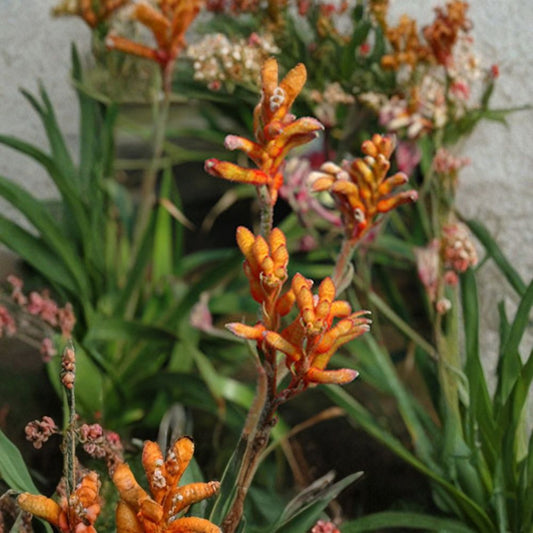 Anigozanthos ‘Kanga Orange’ – Kangaroo Paw Live Flowering Plant | Includes 6 Inch Pot  Vibrant Orange Blooms | Long Flowering Season | Drought Tolerant