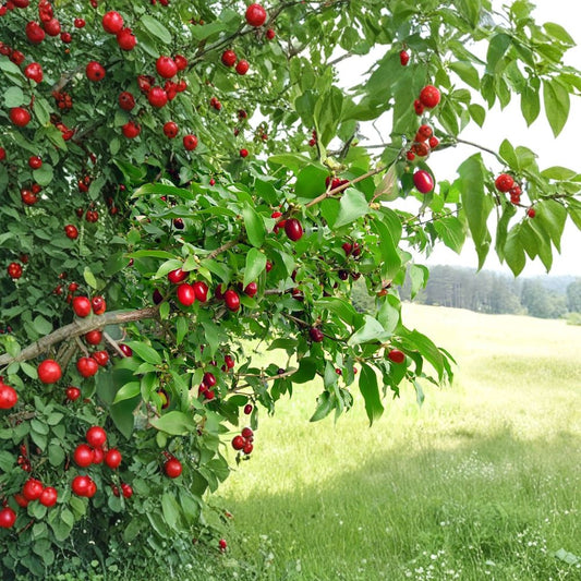 Cornelian Cherry Dogwood – Cornus mas 30 Seeds | Cold Hardy Flowering Tree  Edible Fruit Tree | Early Spring Blooms | Hedge or Bonsai Friendly