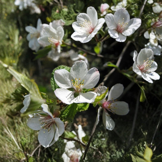 Nanking Bush Cherry – Prunus tomentosa 240 Seeds | Edible Hardy Fast-Growing Shrub  Showy Spring Flowers | Tart Red Fruit | Excellent for Hedge & Wildlife