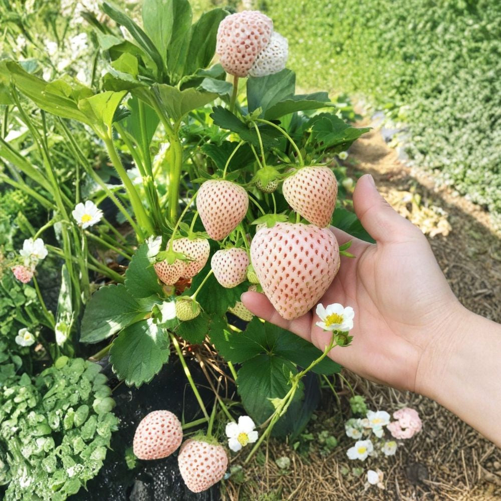 White Strawberry Seeds – Fragaria × ananassa 200 Rare Seeds | Pineberry Style | Garden Ready  Light-Colored Fruit Potential | Perennial Berry Plant | Container Friendly