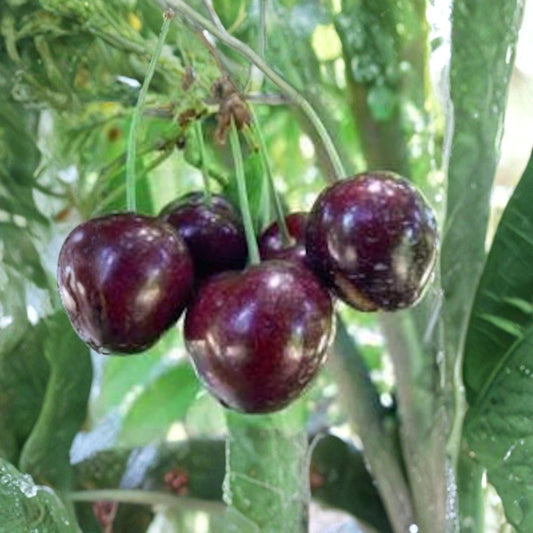 Cherry ‘Stella’ – Sweet Self-Fertile Cherry Tree Live Fruit Tree | 2 Feet Tall | Includes 3 Gallon Pot  Self-Pollinating | Sweet Dark Red Cherries | Perfect for Small Gardens