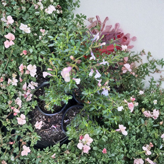 Salvia ‘Full Moon’ – Salvia hybrid Live Perennial Plant | 1–2 Feet Tall | Includes 1 Gallon Pot  Long Blooming | Creamy Pink to White Flowers | Fragrant Foliage