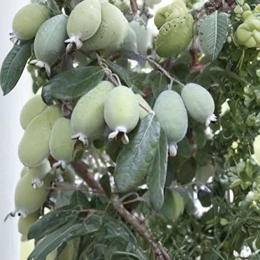 Pineapple Guava – Feijoa sellowiana Live Evergreen Fruit Shrub | 2–3 Feet Tall | Includes 3 Gallon Pot  Sweet Tropical Flavor | Edible Flowers | Cold Hardy Fruit Plant