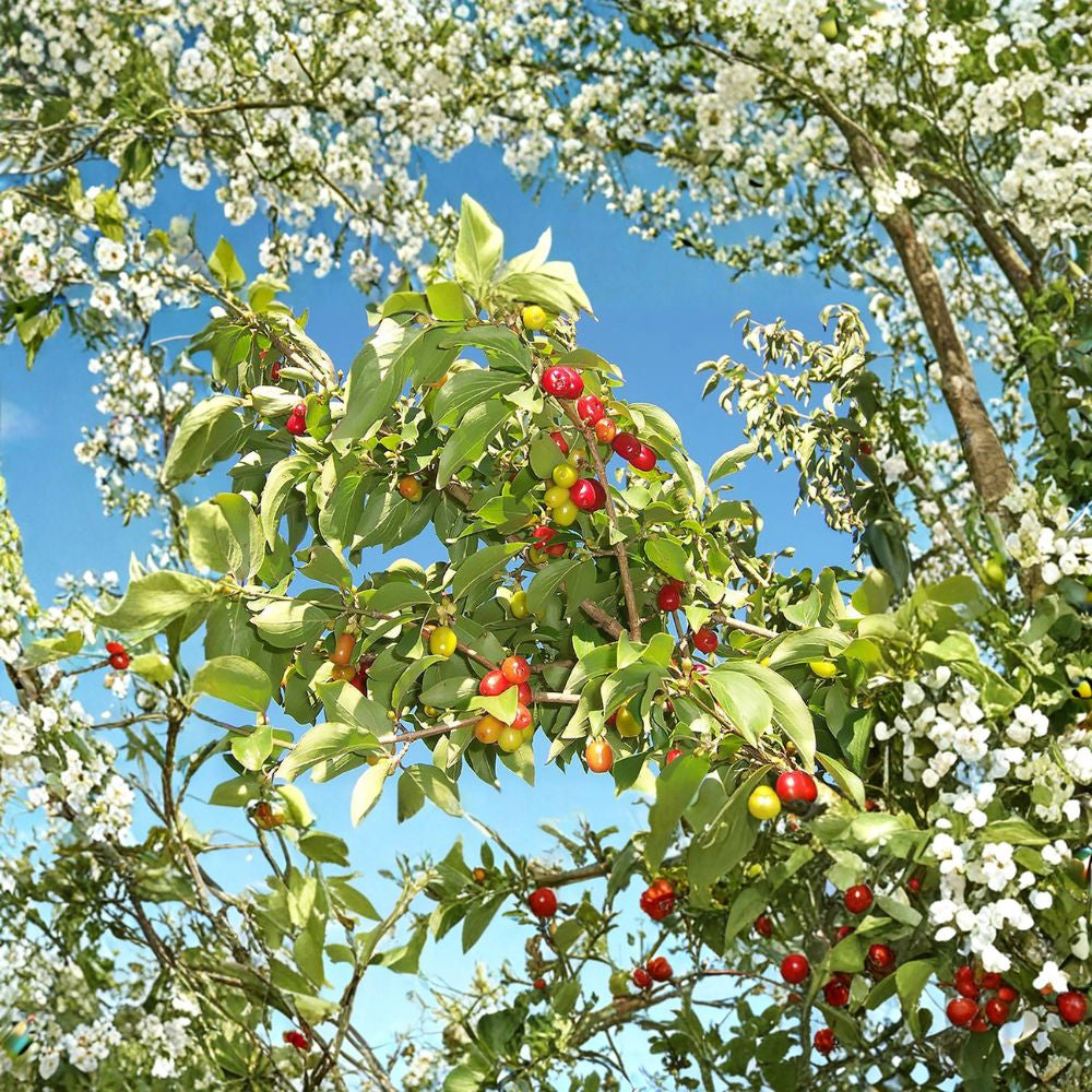 Cornelian Cherry Dogwood – Cornus mas 60 Seeds | Cold Hardy Flowering Tree  Edible Fruit Tree | Early Spring Blooms | Hedge or Bonsai Friendly
