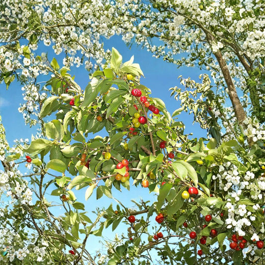 Cornelian Cherry Dogwood – Cornus mas 60 Seeds | Cold Hardy Flowering Tree  Edible Fruit Tree | Early Spring Blooms | Hedge or Bonsai Friendly