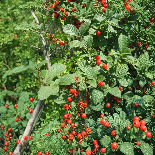 Nanking Bush Cherry – Prunus tomentosa 480 Seeds | Edible Hardy Fast-Growing Shrub  Showy Spring Flowers | Tart Red Fruit | Excellent for Hedge & Wildlife