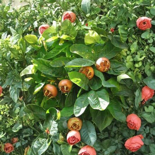 Showy Medlar – Mespilus germanica 10 Seeds | Edible Heirloom Fruit Tree  Rare Hardy Fruit Tree | Ornamental Blooms | Wildlife Friendly
