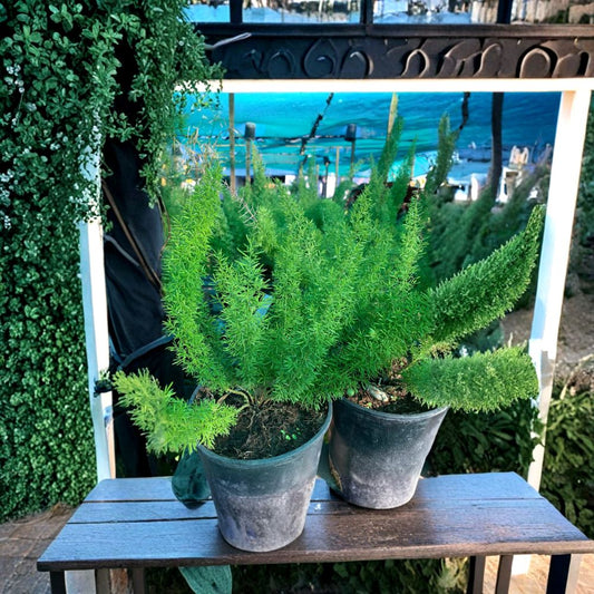 Foxtail Fern – Asparagus densiflorus ‘Myers’ Live Evergreen Plant | 1 Foot Tall | Includes 1 Gallon Pot  Soft Feathery Foliage | Low Maintenance | Great for Containers
