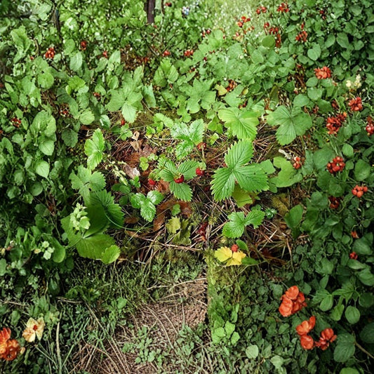 Alpine Strawberry ‘Alexandria’ – Fragaria vesca 40 Heirloom Seeds | Runner-Free Variety | Non-GMO  Compact Growth | Sweet Aromatic Berries | Container Friendly