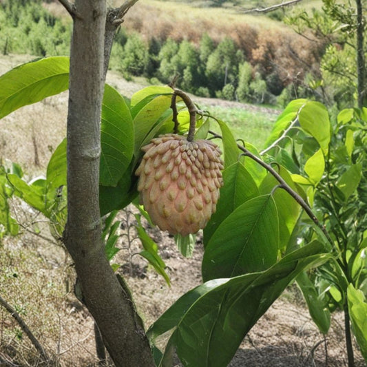Lisa Atemoya – Premium Tropical Fruit Tree Live Fruit Tree | 2–3 Feet Tall | Includes 3 Gallon Pot  Sweet Custard Apple Flavor | Grafted Variety | Backyard Orchard Ready