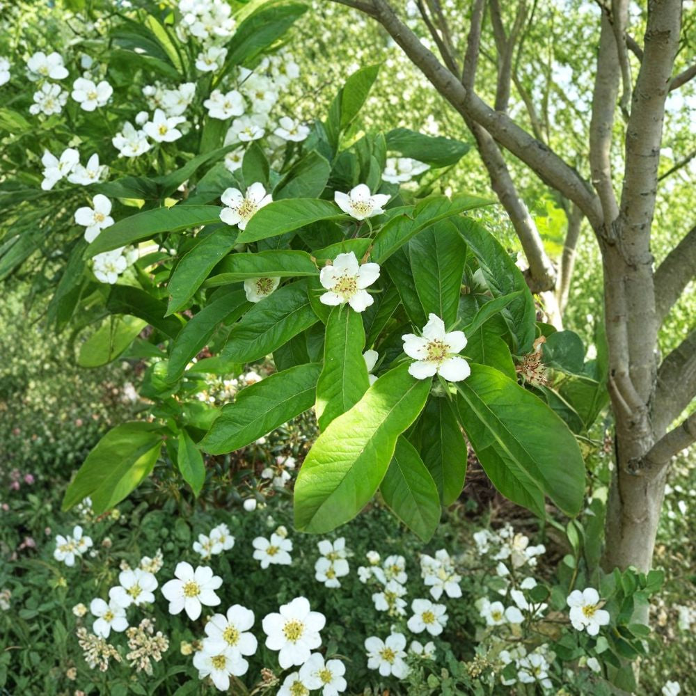 Showy Medlar – Mespilus germanica 30 Seeds | Edible Heirloom Fruit Tree  Rare Hardy Fruit Tree | Ornamental Blooms | Wildlife Friendly