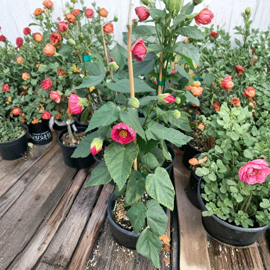 Abutilon ‘Tropic Rose’ – Flowering Maple Live Flowering Shrub | 1 Foot Tall | Includes 1 Gallon Pot  Soft Rose-Pink Blooms | Long Flowering Season | Patio & Garden Favorite