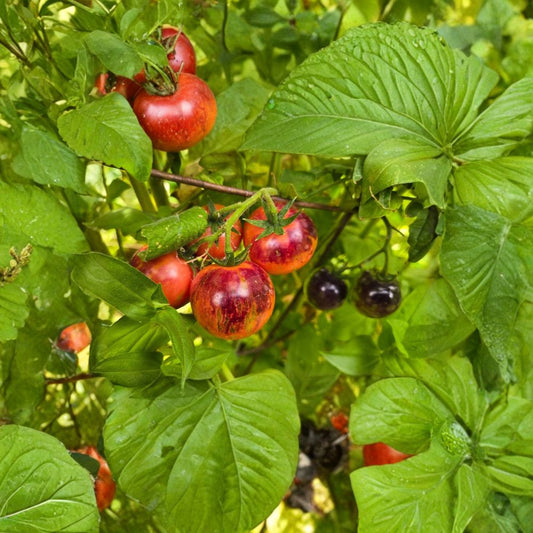 Black Strawberry Cherry Tomato – Solanum lycopersicum 15 Organic Seeds | Heirloom | Indeterminate Variety  Dark Marbled Cherry Tomato | Sweet-Tart Flavor | 60 Days