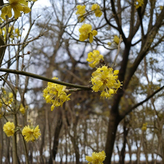Cornelian Cherry Dogwood – Cornus mas 240 Seeds | Cold Hardy Flowering Tree  Edible Fruit Tree | Early Spring Blooms | Hedge or Bonsai Friendly