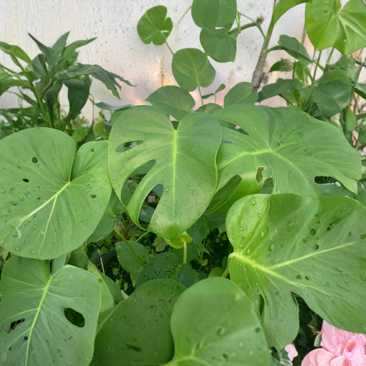 Monstera Deliciosa – Swiss Cheese Plant Live Houseplant | 1 Foot Tall | Includes 4” Nursery Pot  Tropical Indoor Plant | Iconic Split Leaves | Easy Care